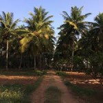 Colonial Walking Tour, Mysore 